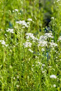 Achillea ptarmica - P9 - image 4