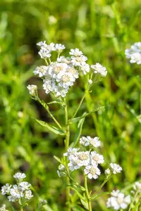 Achillea ptarmica - P9 - image 3