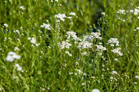 Achillea ptarmica - P9 - image 5