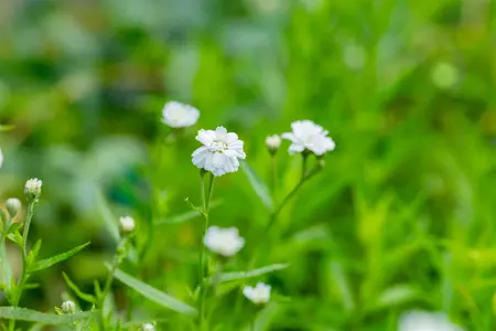 Achillea ptarmica - P9 - image 2