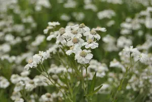 Achillea ptarmica