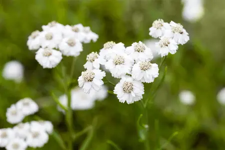 Achillea ptarmica 'The Pearl' - P9 - image 1