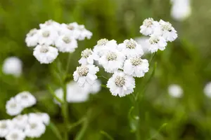 Achillea ptarmica 'The Pearl'