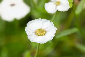 Achillea ptarmica 'The Pearl' - P9 - image 2