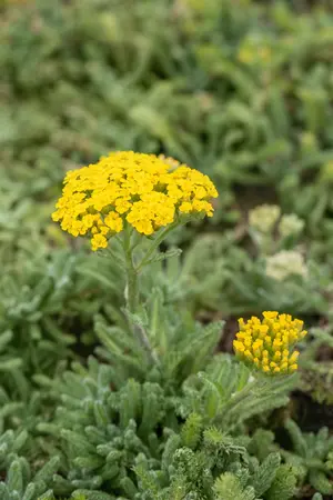 Achillea tomentosa - P9 - image 4