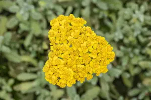 Achillea tomentosa - P9 - image 3