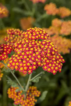 Achillea 'Walther Funcke' - 2 Ltr pot