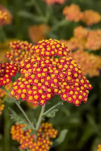 Achillea 'Walther Funcke'