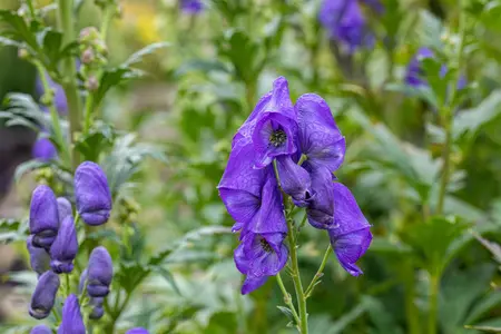 Aconitum carm. 'Arendsii' - 2 Ltr pot - image 1