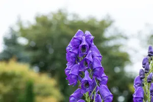 Aconitum carm. 'Arendsii' - 2 Ltr pot - image 2