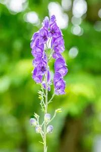 Aconitum napellus - P11 - image 5