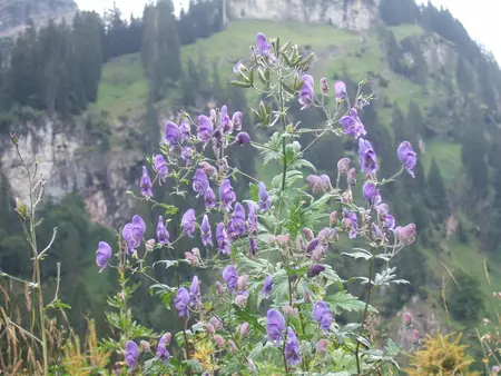 Aconitum napellus - P11 - image 3