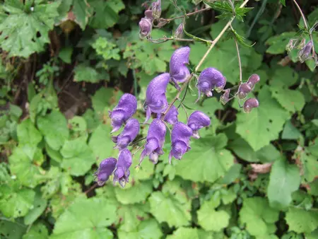 Aconitum napellus - P11 - image 4