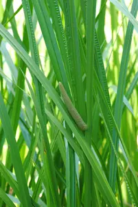 Acorus calamus