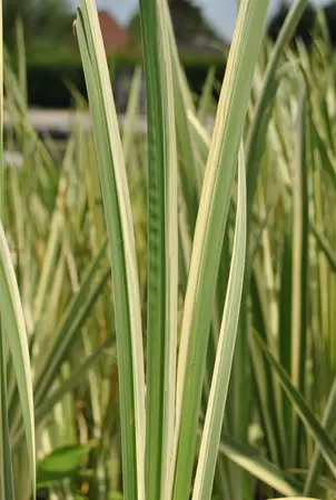 Acorus calamus 'Variegatus' - 17 cm aquatic basket