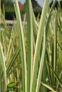 Acorus calamus 'Variegatus'