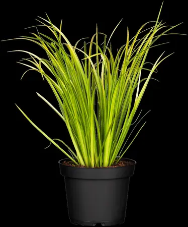 Acorus gramineus 'Ogon' - 2 Ltr pot - image 2