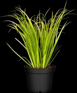 Acorus gramineus 'Ogon' - 2 Ltr pot - image 2