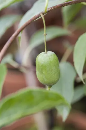 Actinidia arguta 'Issai' - 2 Ltr, single cane - image 2