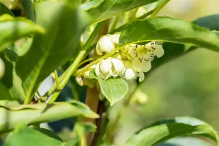 Actinidia arguta 'Issai' - P9 - image 5