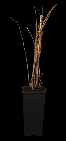 Actinidia arguta 'Issai' - 2 Ltr, single cane - image 1