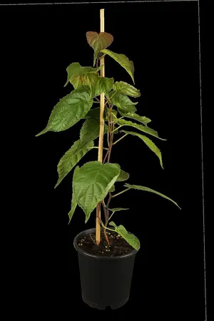 Actinidia kolomikta - C2, single cane (60 cm) - image 1