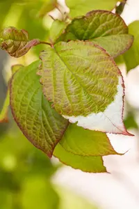 Actinidia kolomikta - C2, single cane (60 cm) - image 3