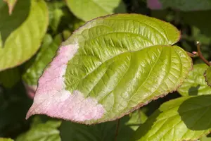 Actinidia kolomikta - C2, single cane (60 cm) - image 2