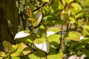 Actinidia kolomikta - C2, single cane (60 cm) - image 4