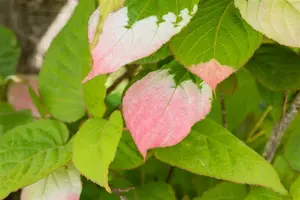 Actinidia kolomikta - C2, single cane (60 cm) - image 5