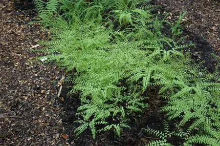 Adiantum pedatum - P9 - image 1