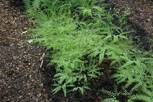 Adiantum pedatum