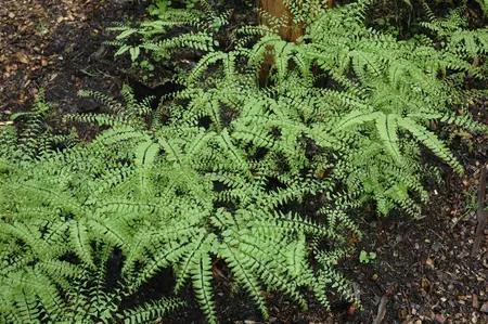 Adiantum pedatum - P9 - image 3