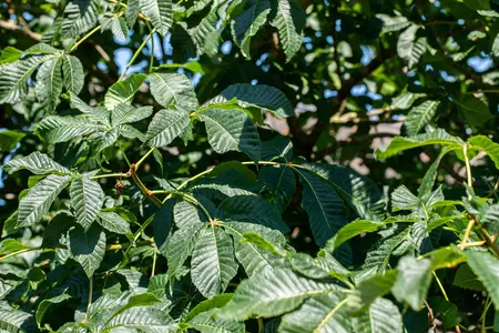 Aesculus carnea 'Briotii' - STDS 8-10 CM - image 1