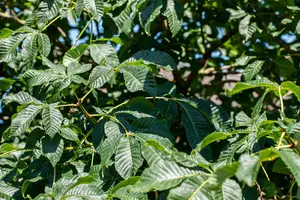 Aesculus carnea 'Briotii'