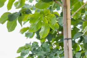 Aesculus carnea 'Briotii' - STDS 8-10 CM - image 2