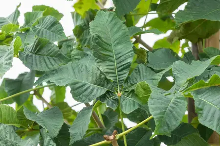 Aesculus carnea 'Briotii' - STDS 8-10 CM - image 3