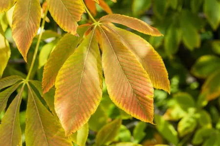 Aesculus flava - STDS 8-10 CM - image 2