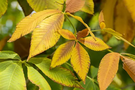 Aesculus flava 'Vestita' - STDS 6-8 CM - image 1