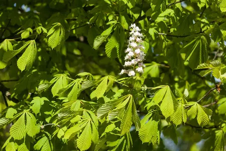 Aesculus hippocastanum 'Baumannii' - STDS 6-8 CM