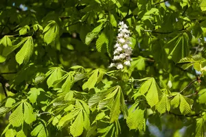 Aesculus hippocastanum 'Baumannii'