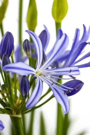 Agapanthus afric. 'Charlotte' - 2 Ltr pot - image 2