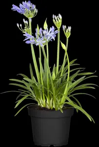 Agapanthus afric. 'Charlotte' - 2 Ltr pot - image 3