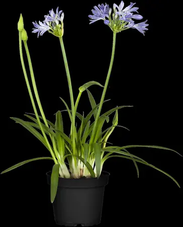 Agapanthus afric. 'Charlotte' - 2 Ltr pot - image 1