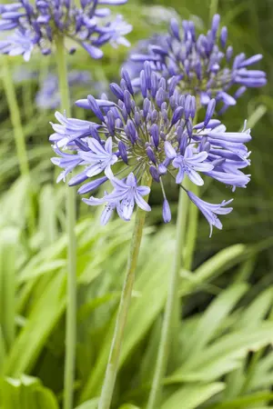 Agapanthus africanus - 2 Ltr pot - image 3