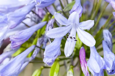 Agapanthus africanus - 2 Ltr pot - image 1