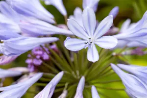 Agapanthus africanus - 2 Ltr pot - image 2