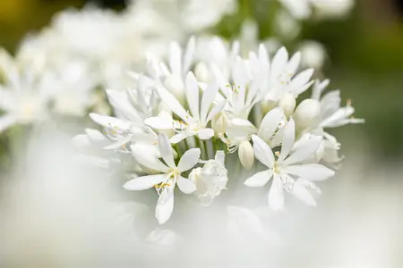 Agapanthus africanus 'Albus' - 2 Ltr pot