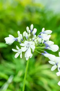 Agapanthus africanus 'Twister' - 2 Ltr pot - image 2