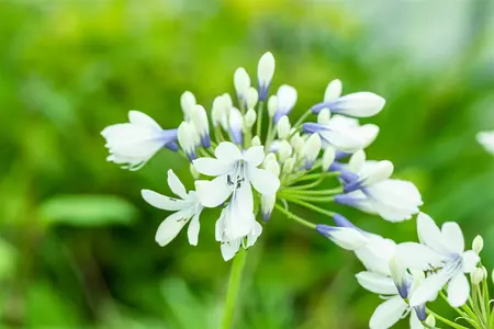 Agapanthus africanus 'Twister' - 2 Ltr pot - image 1